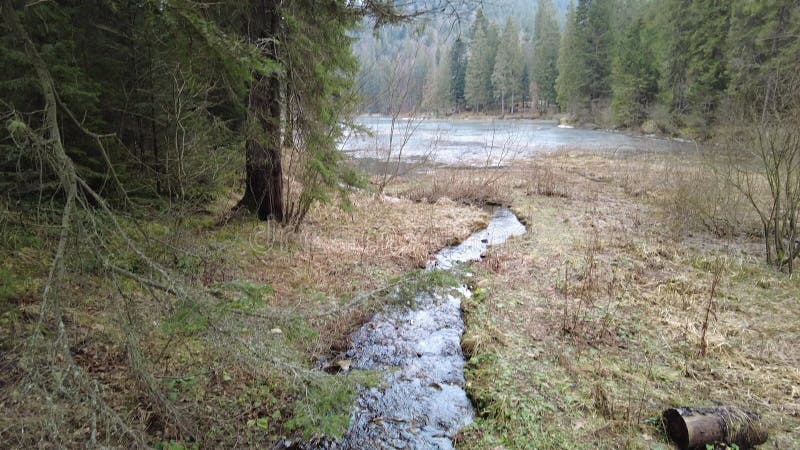 Un sendero forestal en las montañas de ucrania. sinónimo de lago de alta montaña