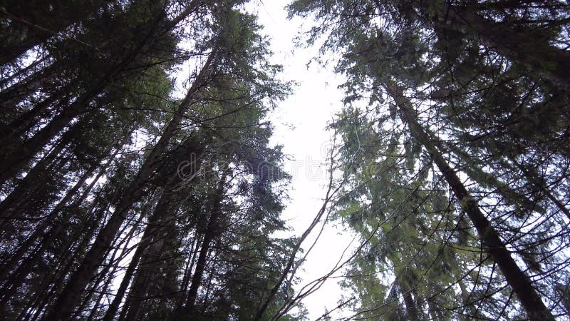 Un sendero forestal en las montañas de ucrania. sinónimo de lago de alta montaña