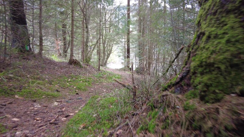 Un sendero forestal en las montañas de ucrania. sinónimo de lago de alta montaña. abetos en las montañas. vistas de pinos y alces.