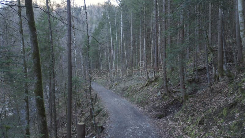 Un sendero forestal tranquilo serpentea a través de árboles altos almacen de video