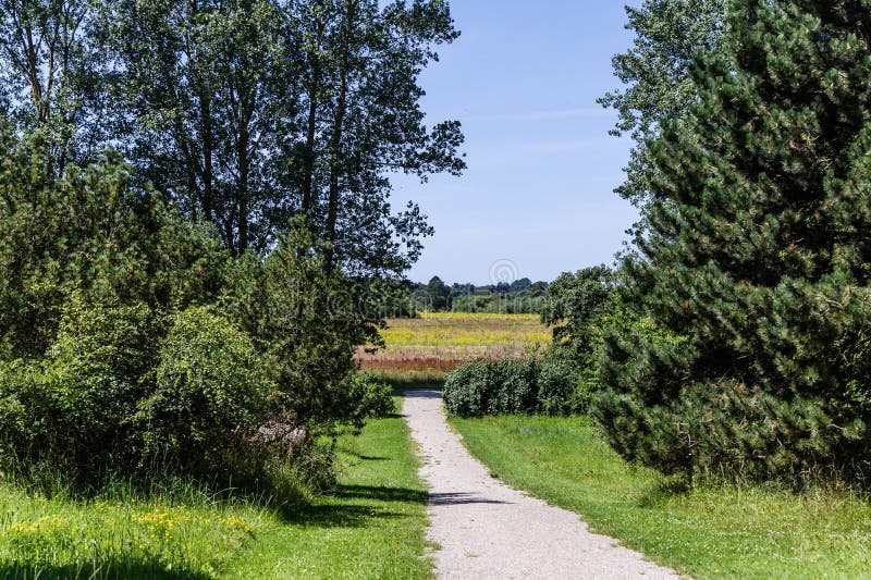 Un sendero sereno que te lleva a través de un paisaje verde y exuberante te espera fotografía de archivo libre de regalías