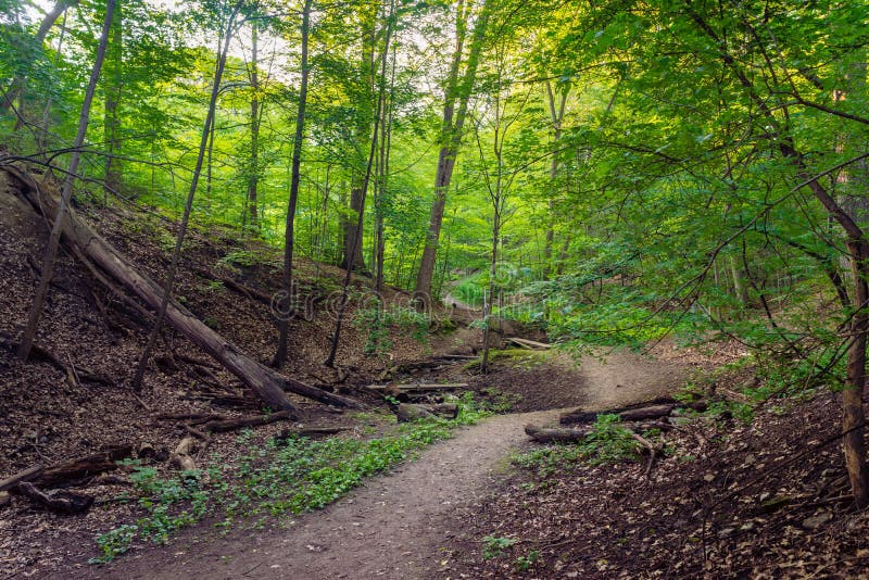 Un sentiero per pedoni naturale conduce attraverso una foresta fotografia stock Un sentiero per pedoni naturale conduce attraverso una foresta fotografia stock