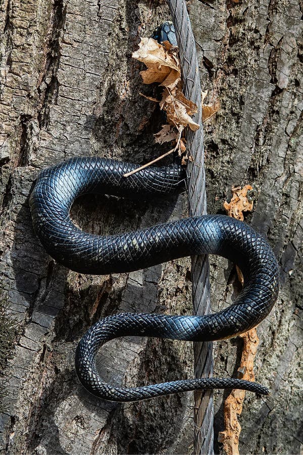Un serpente di gomma su un albero