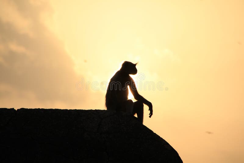 Un singe appréciant la bonne vie dans le coucher du soleil
