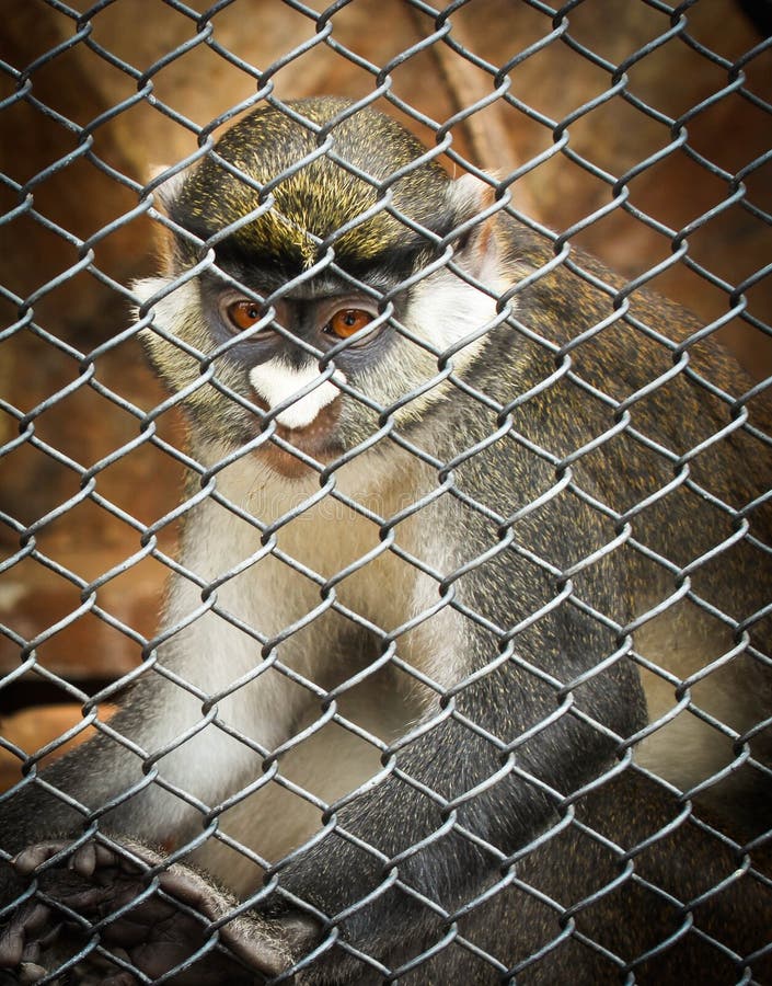 Le Singe Chez Le Singe De Zoo Dans La Cage Image stock Image du vieux, visage 193239149