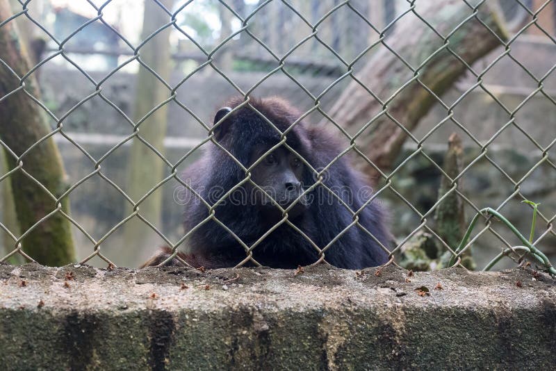 Un singe est triste dans la cage photo stock Un singe est triste dans la cage photo stock