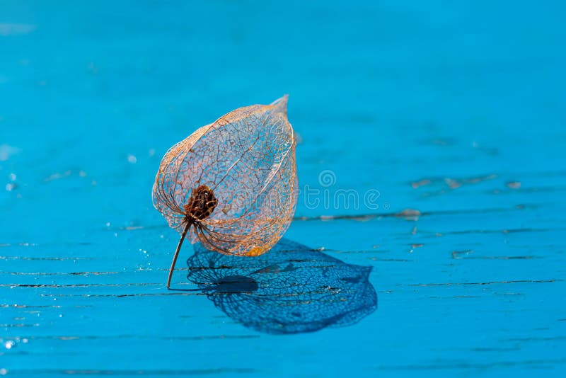 Un singur schelet de filigree ornamentală delicată cu filigură ornamentală delicată pe lumina puternică a soarelui, cu umbre pe fo stock photography