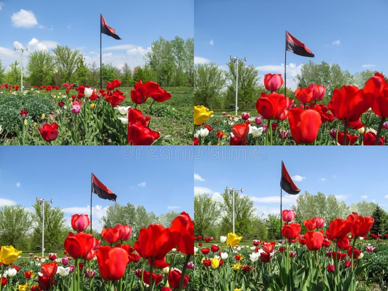Un sistema de cuatro fotos de la bandera del sector correcto entre el parque con una cama de flor Bandera roja y negra en agitar foto de archivo libre de regalías Un sistema de cuatro fotos de la bandera del sector correcto entre el parque con una cama de flor Bandera roja y negra en agitar foto de archivo libre de regalías