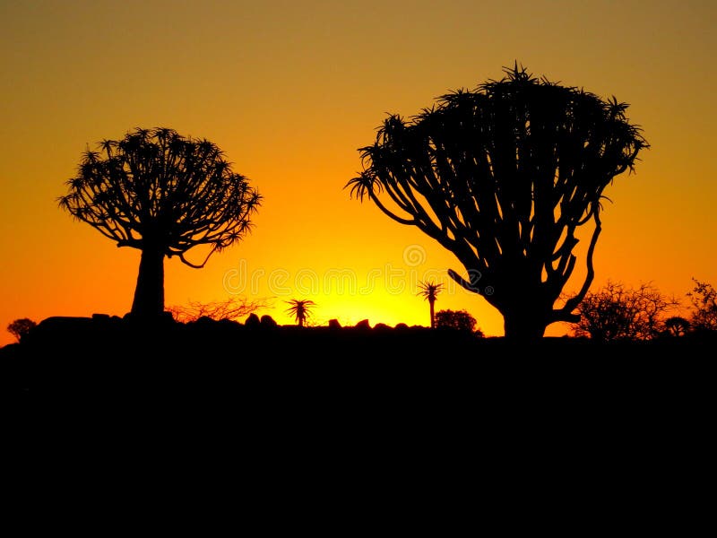 Un sistema namibiano de la puesta del sol contra árboles del estremecimiento imagen de archivo Un sistema namibiano de la puesta del sol contra árboles del estremecimiento imagen de archivo