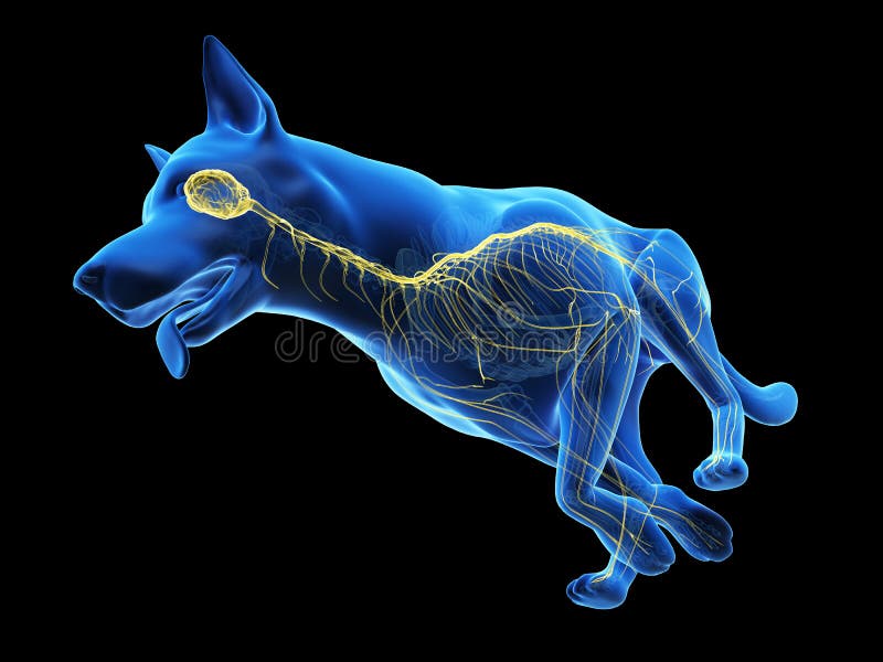 Un sistema nervioso de perros