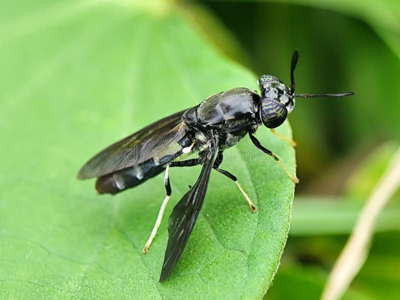 Un soldato nero fa volare Hermetia illucina su una foglia verde. Chiusura dettagliata di un insetto benefico. fotografia stock