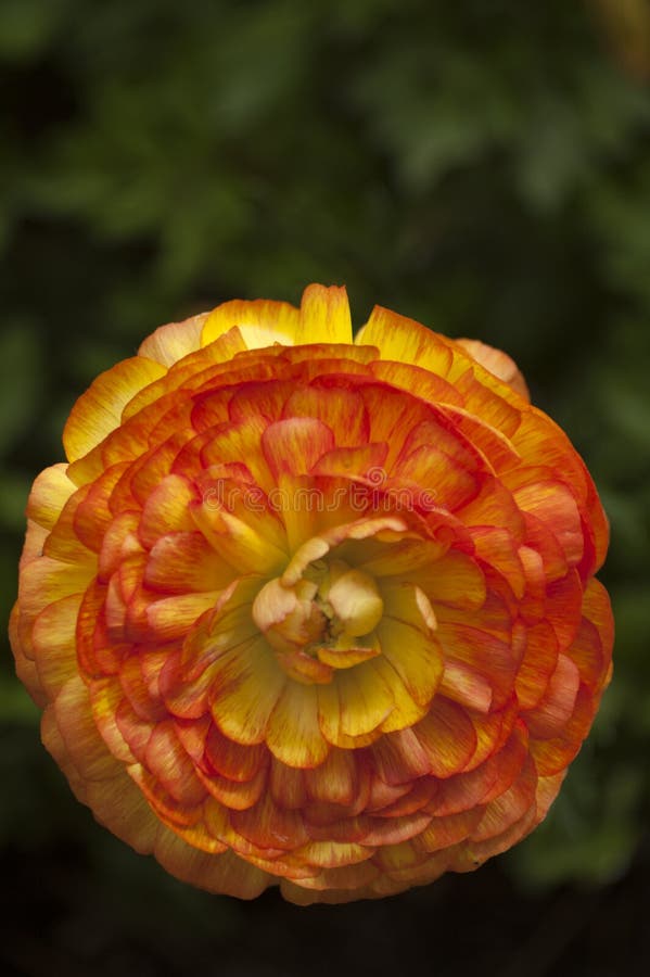 Un solo zinnia anaranjado detallado imagen de archivo Un solo zinnia anaranjado detallado imagen de archivo
