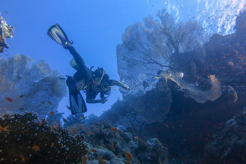 Un sommozzatore nel Mar Rosso in Egitto naviga attraverso il gigantesco corallo morbido Alcyonacea Gorgonias Vita colorata su una fotografia stock libera da diritti Un sommozzatore nel Mar Rosso in Egitto naviga attraverso il gigantesco corallo morbido Alcyonacea Gorgonias Vita colorata su una fotografia stock libera da diritti