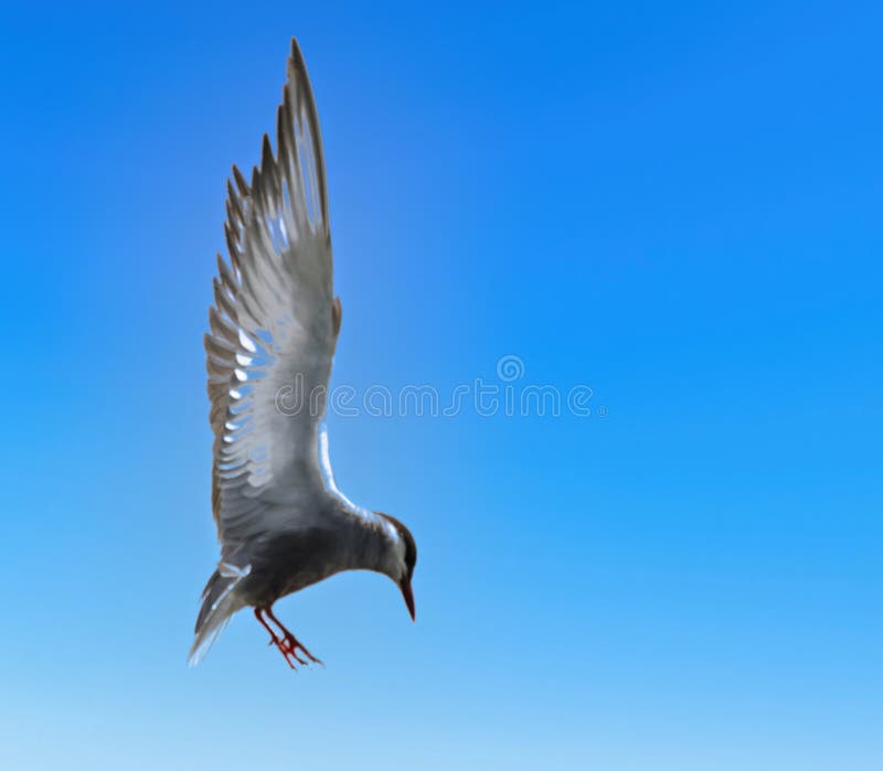 Un sorso a sussurrare fotografato in sudafrica. immagine stock