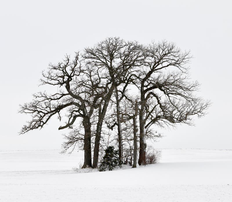 Un support des arbres à feuilles caduques dans un domaine de neige photographie stock Un support des arbres à feuilles caduques dans un domaine de neige photographie stock