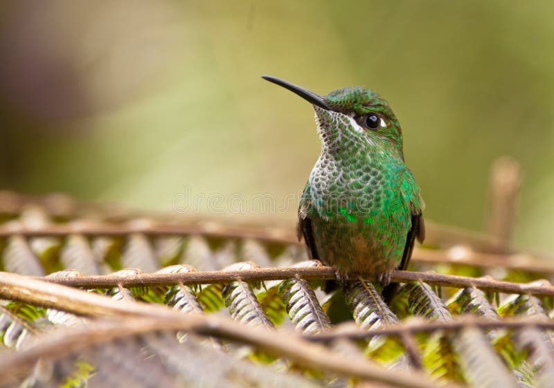 Un Sylph Long-Tailed sur une fougère images stock Un Sylph Long-Tailed sur une fougère images stock