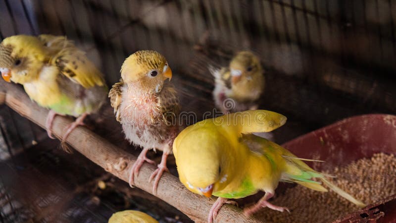 Un tema amarillo del pájaro fotografía de archivo Un tema amarillo del pájaro fotografía de archivo
