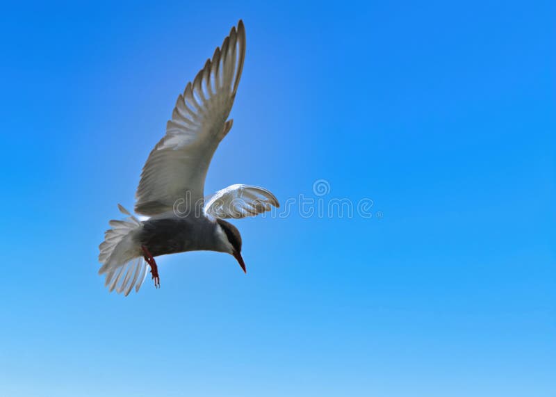 Un terno volante contro il cielo azzurro. fotografia stock
