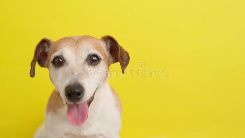Un terrier de Russell de vérin de chien sur le fond jaune. banque de vidéos