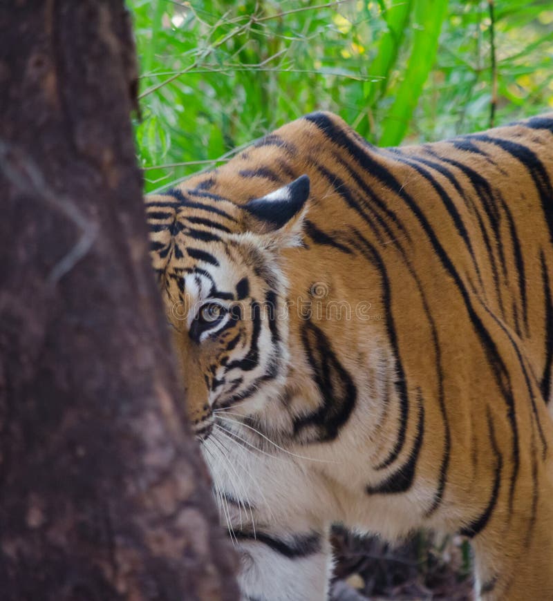 Un tigre de Bengala de la hembra mira la cámara de detrás un árbol foto de archivo libre de regalías Un tigre de Bengala de la hembra mira la cámara de detrás un árbol foto de archivo libre de regalías