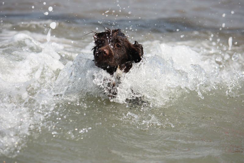 Un tipo de trabajo marrón joven mojado perrito de cocker spaniel que salta en el mar imagen de archivo Un tipo de trabajo marrón joven mojado perrito de cocker spaniel que salta en el mar imagen de archivo