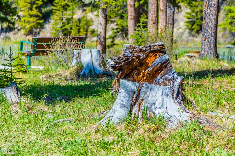 Un tocón de árbol aterrorizado en el parque nacional de Banff imagenes de archivo Un tocón de árbol aterrorizado en el parque nacional de Banff imagenes de archivo