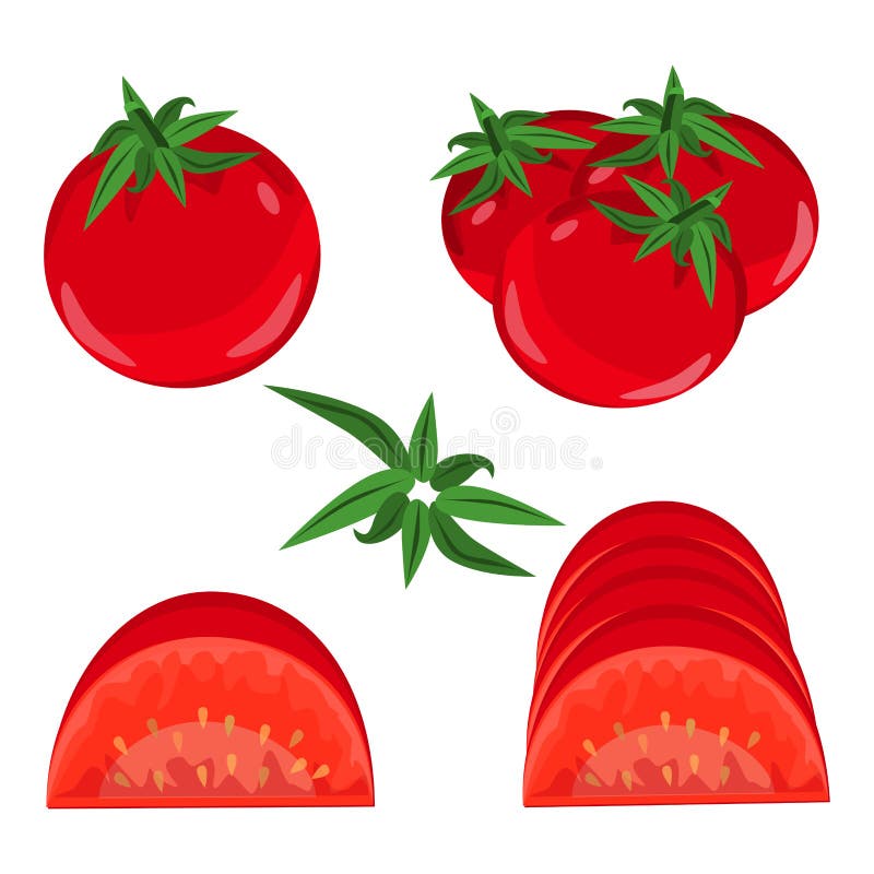 Un Tomate. Un Juego De Tomates. Ilustración del Vector - Ilustración de ingrediente, agricultura: 210658107 Un Tomate. Un Juego De Tomates. Ilustración del Vector - Ilustración de ingrediente, agricultura: 210658107