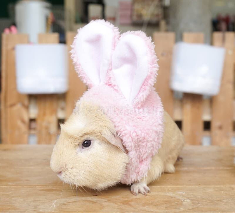 Un topo sveglio del criceto che indossa una fascia rosa del coniglietto per Pasqua fotografia stock Un topo sveglio del criceto che indossa una fascia rosa del coniglietto per Pasqua fotografia stock