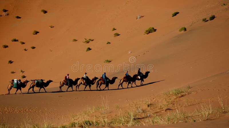 A camel train in Gobi desert. Camels are the only big animal that could survive in deep desert with out water for days. The local people use camels traveling and carrying heavy things in desert. A camel train in Gobi desert. Camels are the only big animal that could survive in deep desert with out water for days. The local people use camels traveling and carrying heavy things in desert.