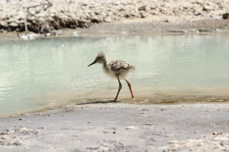 Un trampolo pezzato giovanile dal bordo del ` s dell'acqua immagini stock libere da diritti Un trampolo pezzato giovanile dal bordo del ` s dell'acqua immagini stock libere da diritti