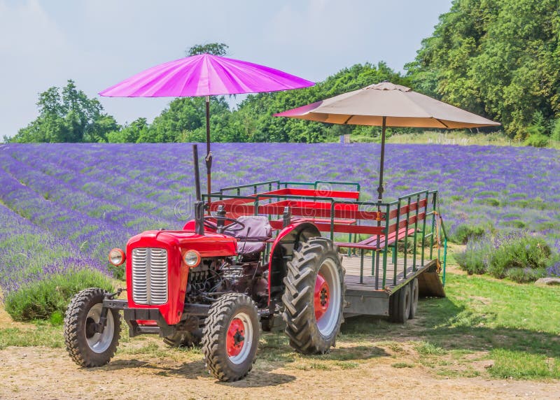 A vintage tractor with trailer, fitted with coloured parasols, against a background of vibrant purple lavender, on a bright sunny day in southern England. A vintage tractor with trailer, fitted with coloured parasols, against a background of vibrant purple lavender, on a bright sunny day in southern England