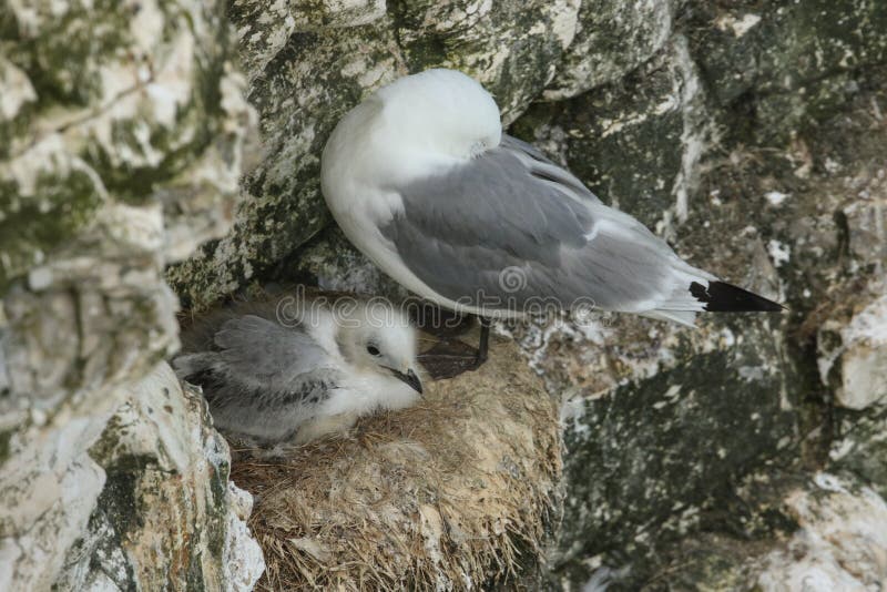 Un tridactyla adulto del Rissa de la gaviota y su jerarquización linda del polluelo al borde de un acantilado en el Reino Unido imagen de archivo libre de regalías Un tridactyla adulto del Rissa de la gaviota y su jerarquización linda del polluelo al borde de un acantilado en el Reino Unido imagen de archivo libre de regalías