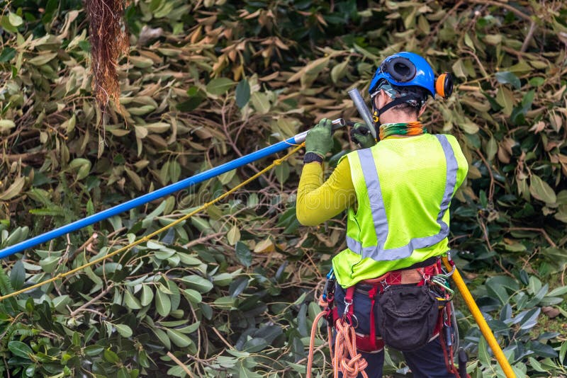 Un trimmer d'arbre avec la vitesse préparant pour s'élever photos stock Un trimmer d'arbre avec la vitesse préparant pour s'élever photos stock
