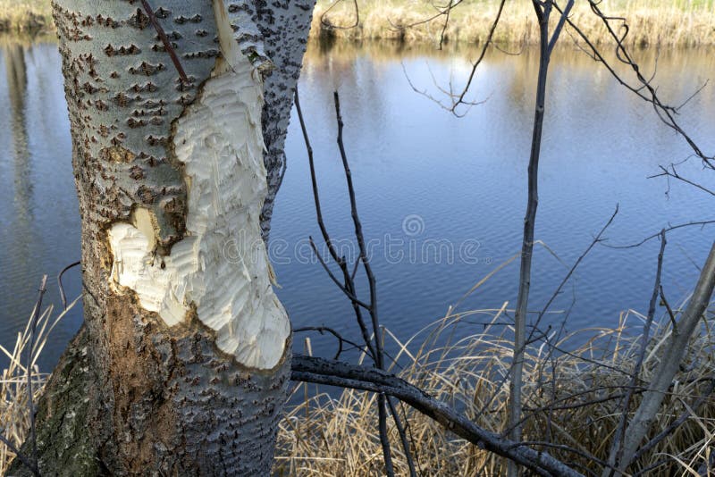 A tree trunk gnawed beavers near a lake or river. Beaver teeth marks on a tree. A tree trunk gnawed beavers near a lake or river. Beaver teeth marks on a tree