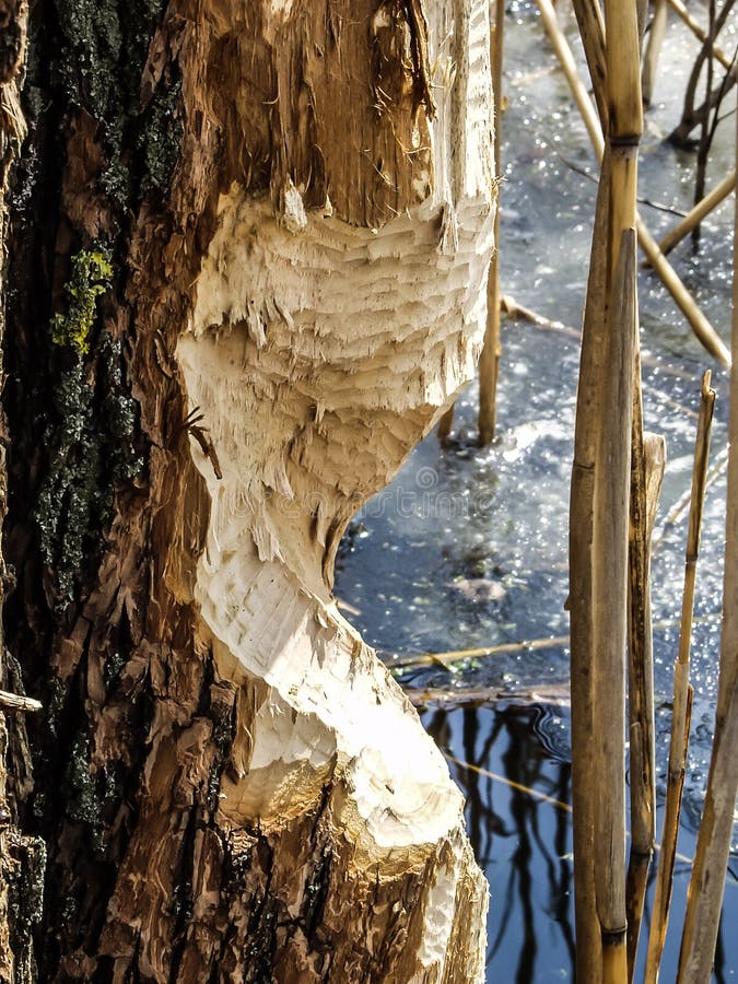 A tree trunk, growing near a water, is cut by beavers` front teeth for building or for food. There are a lot of teeth marks on the tree. A tree trunk, growing near a water, is cut by beavers` front teeth for building or for food. There are a lot of teeth marks on the tree.