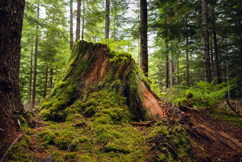 Un tronçon de cèdre de décomposition dans une forêt tropicale photographie stock libre de droits Un tronçon de cèdre de décomposition dans une forêt tropicale photographie stock libre de droits