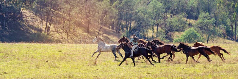 Un Troupeau D Emballage De Chevaux Sauvages A Travers Le Pays Photo Stock Image Du Lumiere Equestre Un Troupeau D Emballage De Chevaux Sauvages A Travers Le Pays Photo Stock Image Du Lumiere Equestre