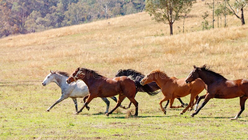 Un Troupeau D Emballage De Chevaux Sauvages A Travers Le Pays Image Stock Image Du Mammifere Troupeau Un Troupeau D Emballage De Chevaux Sauvages A Travers Le Pays Image Stock Image Du Mammifere Troupeau