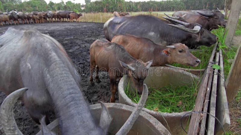 Un troupeau de buffles d'eau asiatiques mangeant de l'herbe. banque de vidéos
