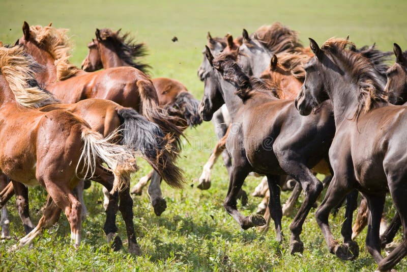 Un troupeau de jeunes chevaux photographie stock Un troupeau de jeunes chevaux photographie stock
