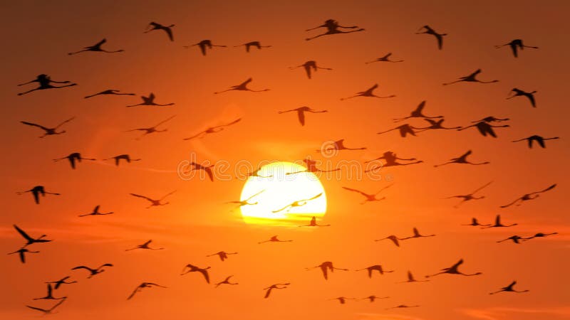 Un troupeau énorme des flamants dans le contre-jour sur le fond d'un beau coucher du soleil africain orange faune de l'Afrique image libre de droits Un troupeau énorme des flamants dans le contre-jour sur le fond d'un beau coucher du soleil africain orange faune de l'Afrique image libre de droits
