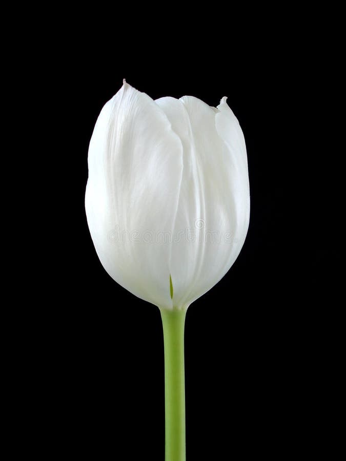 Un Tuilip blanc sur le noir images libres de droits Un Tuilip blanc sur le noir images libres de droits
