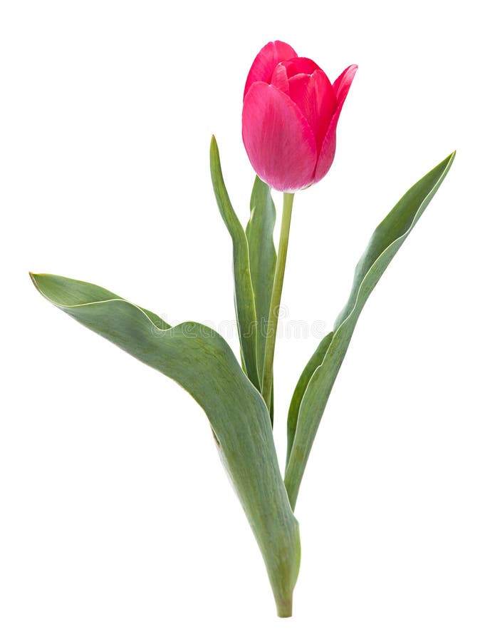 Un tulipano su bianco immagine stock Un tulipano su bianco immagine stock