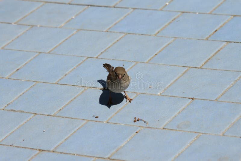 a bird on the asphalt so small. a bird on the asphalt so small