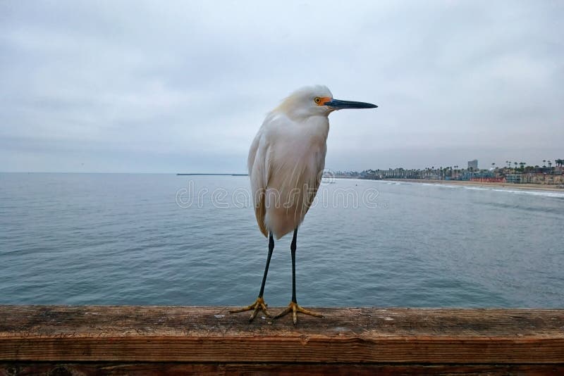 Un uccello con le gambe lunghe sul pilastro in riva dell'oceano fotografie stock libere da diritti Un uccello con le gambe lunghe sul pilastro in riva dell'oceano fotografie stock libere da diritti