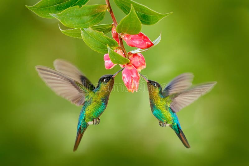 Un uccello di due colibrì con il fiore rosa colibrì Ardente-throated dei colibrì, volante accanto al bello fiore della fioritura