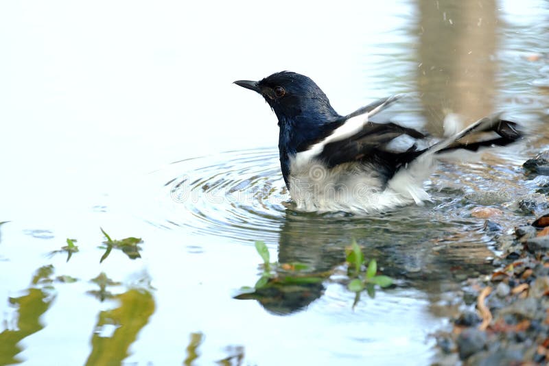 Un uccello orientale del pettirosso della gazza che gioca in un'acqua con le onde circondate fotografia stock libera da diritti Un uccello orientale del pettirosso della gazza che gioca in un'acqua con le onde circondate fotografia stock libera da diritti