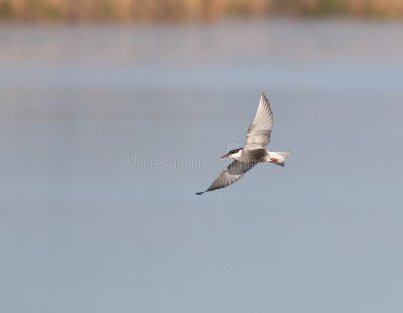 . Un uccello vola sopra il fiume fotografia stock libera da diritti