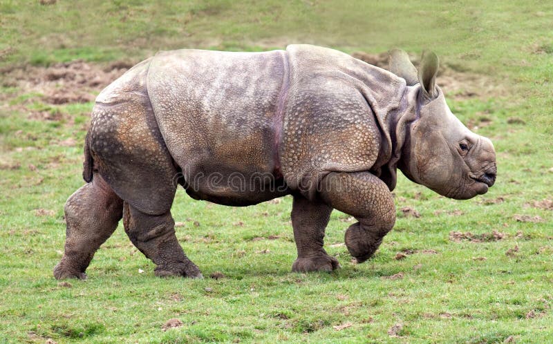 Un un veau à cornes plus grand de rhinocéros photo libre de droits Un un veau à cornes plus grand de rhinocéros photo libre de droits