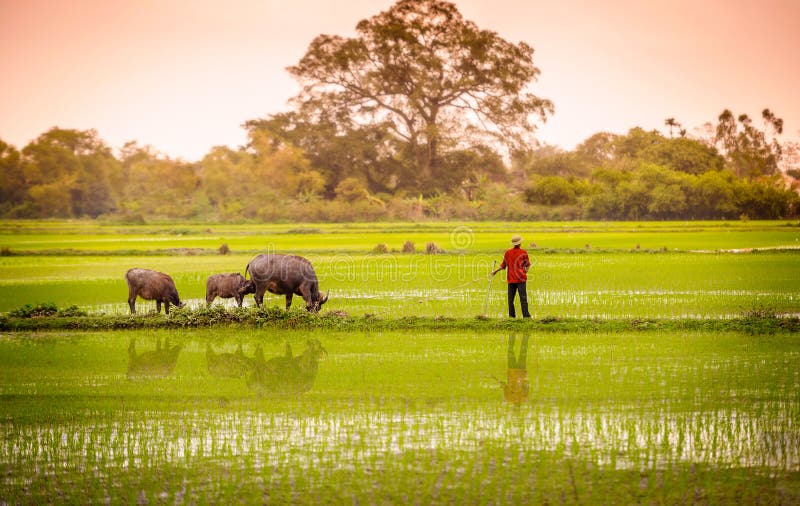 Un uomo e un bufalo in risaia nel binh del ninh, Vietnam 2